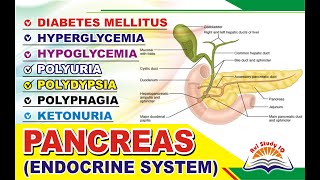 Endocrine System  Pancreas  NEET  NEET Biology  Vineet Bhandari [upl. by Nayhr73]