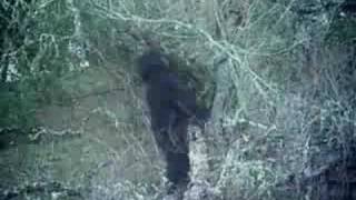 Bigfoot Sighting in California [upl. by Aneleh666]