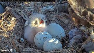 Ten Minutes Of Tiny Nestling Hawk Being Fed By Big Red cornellhawks  April 26 2024 [upl. by Sul]