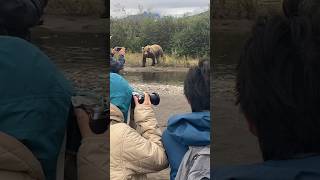 Grizzly Bear Approaching Group 🐻Alaska nature wildlife bear animals grizzlybear adventure [upl. by Enelrahs]