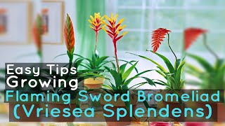 Growing Flaming Sword Bromeliad Vriesea Splendens Easy Tips [upl. by Nessie]