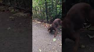 Patterdale terrier catches rat with stealth skills [upl. by Elston]