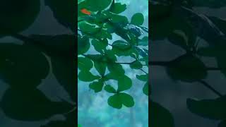 phonk music spotify song 10xrule nature bikeloves catvideos automobile [upl. by Fabiano]