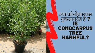 Is Conocarpus tree harmful Myths and facts about Conocarpus  क्या कोनोकारपस नुकसानदेह है [upl. by Eittik]