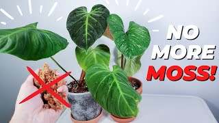 philodendron el choco red and plowmanii repotting moss removal [upl. by Htiekel337]