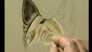 How To Draw a German Shepherd Part 1 [upl. by Hay]