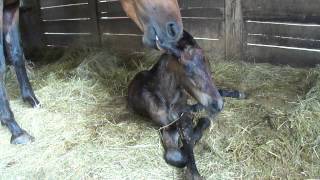 Friesian foal trying stand for the first time [upl. by Prem]