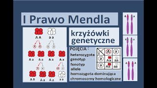 Podstawowe prawa dziedziczenia Krzyżówki genetyczne [upl. by Retluoc]