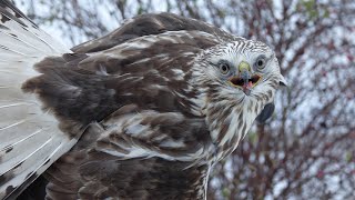 Káně rousná Buteo lagopus  ptáci zblízka [upl. by Drona]