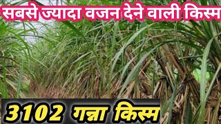 3102 sugarcane varrity।। 3102 गन्ने की सम्पूर्ण जानकारी।। [upl. by Alletsyrc353]