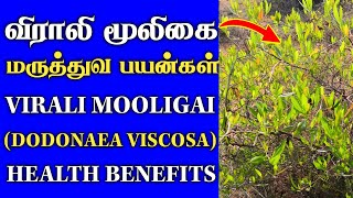 விராலி மூலிகை மருத்துவ பயன்கள்  Virali Leaf Benefits in Tamil  Dodonaea Viscosa  Thanithuvamm [upl. by Tabb]