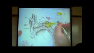 THE EAR the Anatomy amp Physiology of Hearing by Professor Fink [upl. by Neellok13]