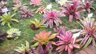 Bromeliads Fernhaven Experience [upl. by Ordnas]