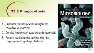 Phagocytosis  BMI2607 [upl. by Otreblide]