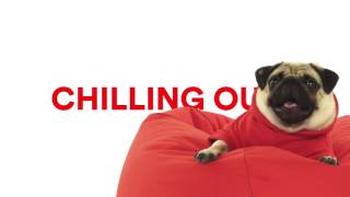 Virgin media advert featuring Barry the Pug [upl. by Lleuqar479]