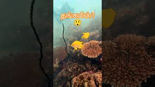 🐠🐠 GOLDEN DAMSELFISH Pilot Reef 4 tamil fish aquarium aquariumfish fishtank freetofly shorts [upl. by Fishman10]