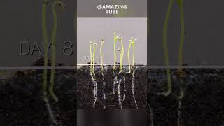 Growing tomato plants timelapse amazingtube [upl. by Russell852]