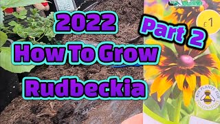 How to grow Rudbeckia from seed Part 2 [upl. by Pressman177]