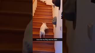 Dogs with 2 braincells part 226 funny lovegoldens funnypets pets petvideos cutegolden animals [upl. by Weaks774]