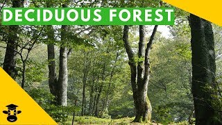 The temperate deciduous forest biome [upl. by Nwahsd]