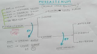 Mediastinum  Part 1  Superior and Inferior Mediastinum  Thorax Anatomy [upl. by Zusman]