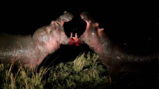 Battle of the hippos Masai Mara Kenya [upl. by Anton]