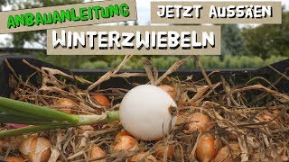 Jetzt Winterzwiebeln aussäen für eine gute Ernte im nächsten Jahr [upl. by Aseela487]