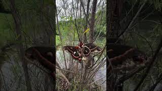 Discover the Majestic Cecropia Moth North Americas Largest Moth [upl. by Kceb590]