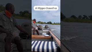 A Hippo chased us😳 zambia wildlife [upl. by Ahsele]