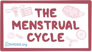 The menstrual cycle [upl. by Kyre]