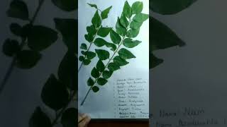 Herbarium Sheet Project  Class 11  study [upl. by Faustena]