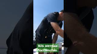 BIG WESTERN PORT WHITING fishing whiting westernport [upl. by Henryetta]