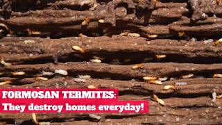 Active Formosan Termites [upl. by Ianthe297]