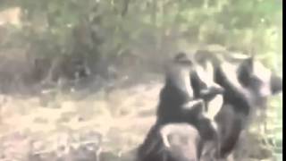 Monkey pig funny video [upl. by Ardekan691]