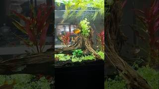 Adding a Monte Carlo carpet to my Aquarium 🌱🐟🌱 fish shorts Aquarium fishtank aquascape [upl. by Ecined]