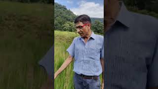 Paddy Oryza sativa Cereal crop cultivated for its grains dhanrice culmkharif shortvideo [upl. by Ahsennod565]