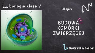 Biologia klasa 5 Lekcja 5  Budowa komórki zwierzęcej [upl. by Ardnatal]