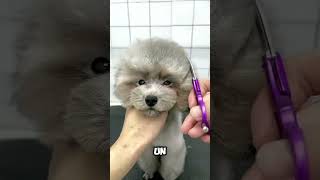 Peluquería Canina youtubeshorts amorperruno viralvideo pets mascotas doglove amorcanino [upl. by Cheatham718]