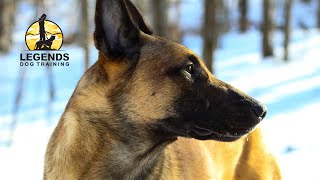 Belgian Malinois Barking and Lunging on Leash [upl. by Ahsyla357]