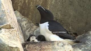 Razorbill [upl. by Deron]