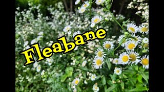 Fleabane Identification and Fun Facts [upl. by Ricker]