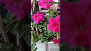 Petunia plant care tips  winter flower shorts [upl. by Akamaozu598]