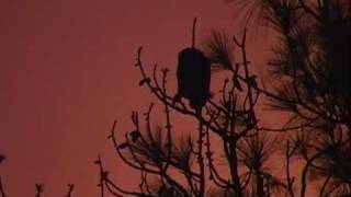 A Baby Great horned owl screaming for food [upl. by Julita]