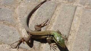 Who am I  Brazilian lizard Calango  Quem sou eu Yep Ameivaameiva [upl. by Knowland592]