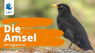 Die Amsel Turdus Merula  Steckbrief mit Gesang Vogelarten kennen lernen mit den Experten [upl. by Rapp]