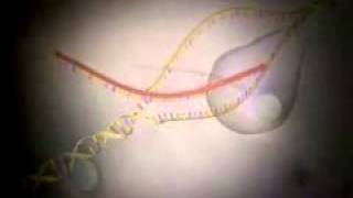 The Human Genome Project Video 3D Animation Introduction [upl. by Lokim]