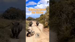 No lions are not afraid of rhinos animals wildlife rhino fypシ゚ funnyvideos fact [upl. by Dayir247]