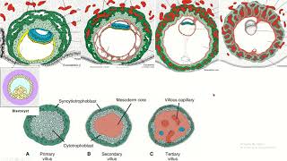 Placental chorionic villus and its parts [upl. by Aloysia]