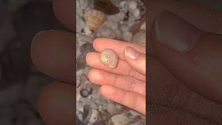 The mini shells really showed up today beachcombing seashells floridabeaches [upl. by Eilitan]