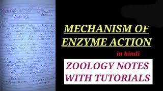 MECHANISM OF ENZYME ACTION IN HINDI mechanismofenzymeaction enzymes bbmku zoology vbu [upl. by Odlopoel927]